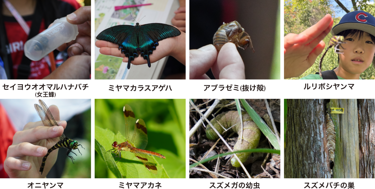 採取できた虫の写真。セイヨウオオマルハナバチ(女王蜂)、ミヤマカラスアゲハ、アブラゼミ(抜け殻)、ルリボシヤンマなど。
